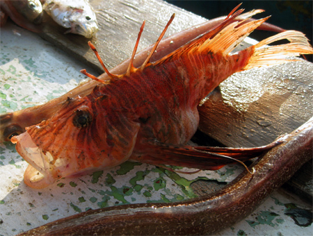 ampo_fish.jpg