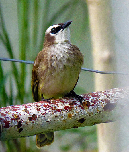 ilagan_bird.jpg